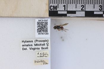 Media type: image;   Entomology 787180 Aspect: labels